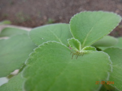 Reduviidae