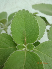 Reduviidae