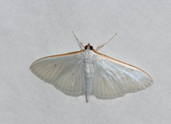 Palpita