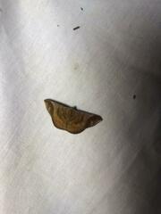 Sphacelodes vulneraria