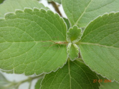 Reduviidae