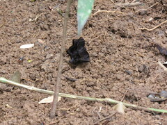 Helias phalaenoides