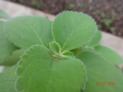 Reduviidae