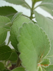 Reduviidae