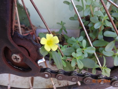 Portulaca