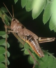 Chloealtis conspersa