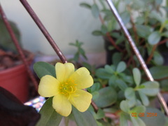 Portulaca