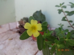 Portulaca