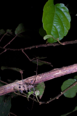 Monochamus scabiosus