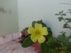 Portulaca