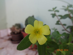 Portulaca