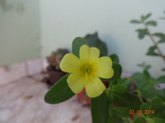 Portulaca