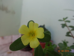 Portulaca