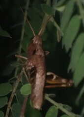 Chloealtis conspersa