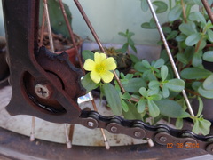 Portulaca