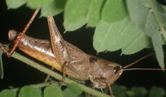 Chloealtis conspersa
