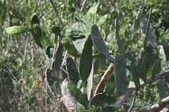 Opuntia cochenillifera