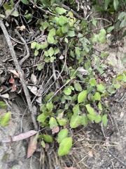 Symphoricarpos mollis