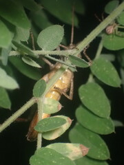 Chloealtis conspersa