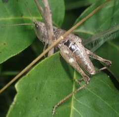 Chloealtis conspersa