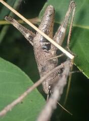 Chloealtis conspersa