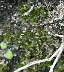 Hyophila involuta