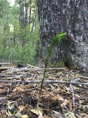 Araucaria araucana