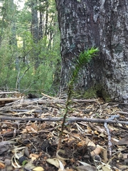 Araucaria araucana