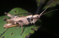 Chloealtis conspersa