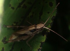Chloealtis conspersa