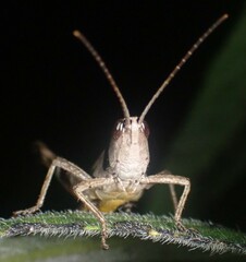 Chloealtis conspersa