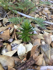 Araucaria araucana
