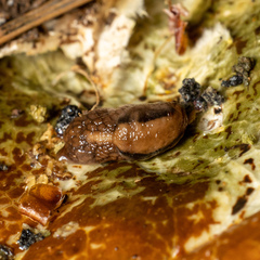 Prophysaon andersonii
