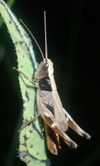 Chloealtis conspersa