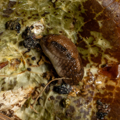 Prophysaon andersonii