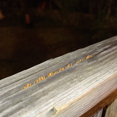 Dacrymyces spathularia