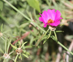 Portulaca pilosa