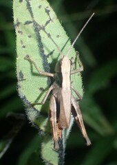 Chloealtis conspersa