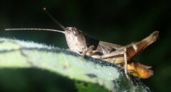 Chloealtis conspersa