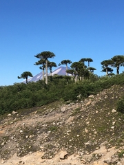 Araucaria araucana