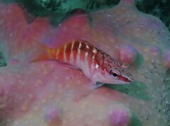 Hypoplectrodes maccullochi