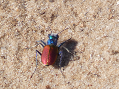 Cicindela scutellaris