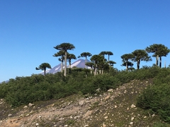 Araucaria araucana