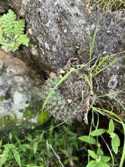 Mammillaria sonorensis