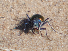 Cicindela scutellaris