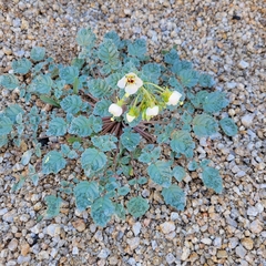 Chylismia