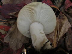 Russula albidula
