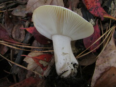 Russula albidula