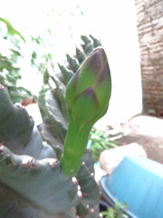 Cactaceae