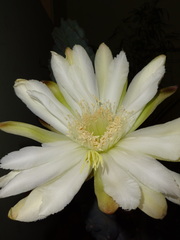 Cactaceae